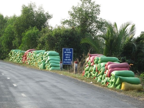 Long An: Giá nếp lao dốc, thương lái và doanh nghiệp thua lỗ nặng