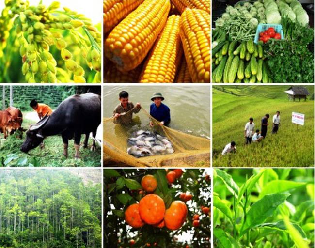 Nhiều chính sách khuyến khích phát triển hợp tác, liên kết sản xuất nông nghiệp Nhiều chính sách khuyến khích phát triển hợp tác, liên kết sản xuất nông nghiệp